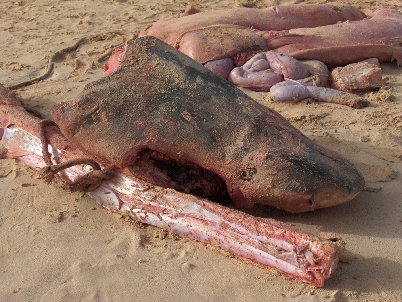 Santa Maria Cape Verde Shark's head killed by a kid