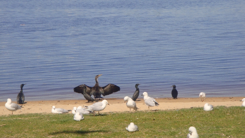 Birdies, Australia