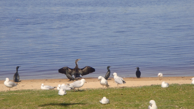 Birdies, Australia