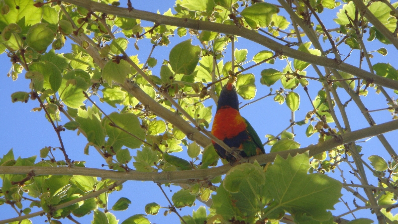 Parrot in the tree!!, Perth Australia