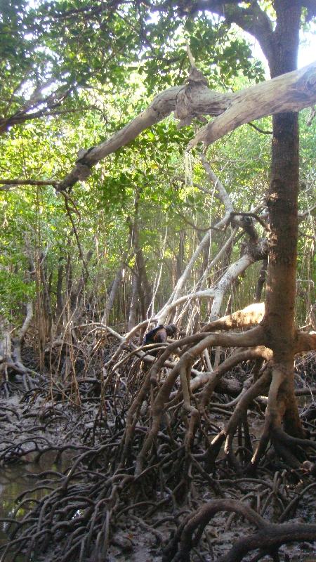 In the mangroves, Australia