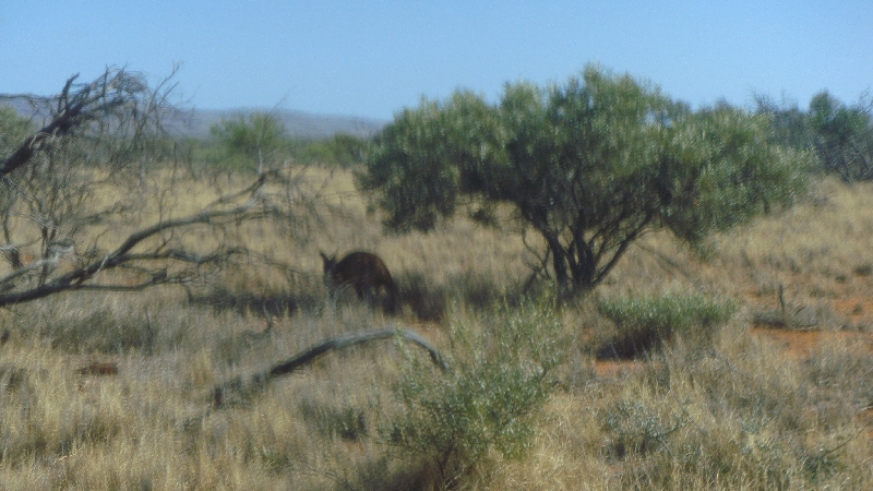 Wild Euro in the outback in Exmouth, Australia