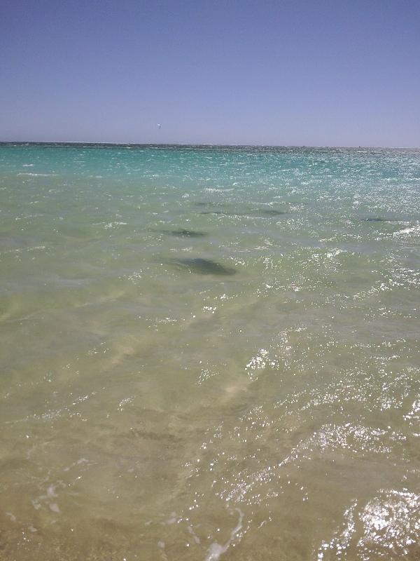 Reef shark, Coral Bay Australia