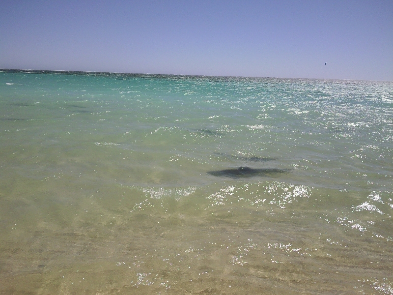 Sharks!, Coral Bay Australia