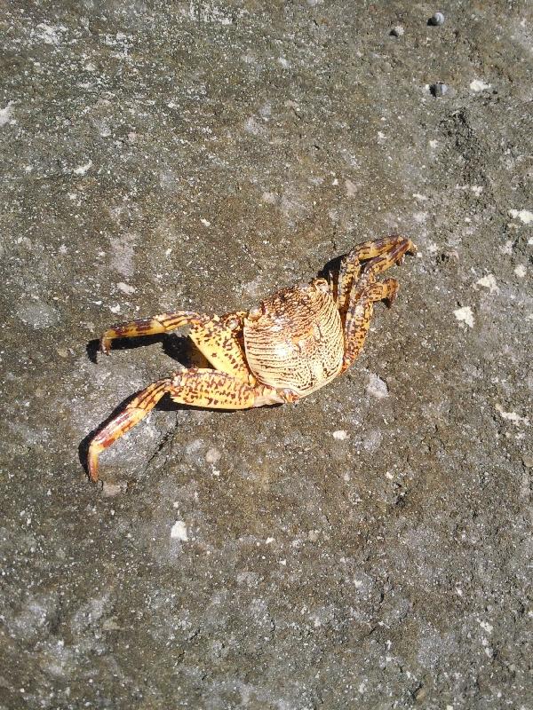 Crab at Coral Bay, Coral Bay Australia