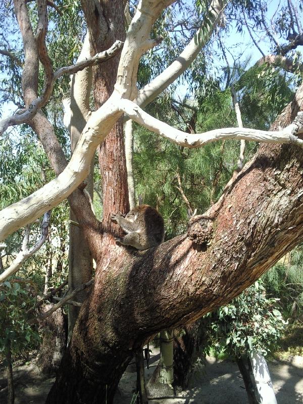 Koala in the trees, Yanchep Australia