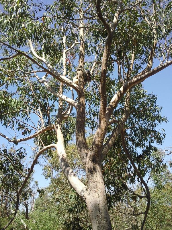 Cuties, Yanchep Australia