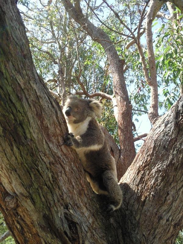 Koala, Yanchep Australia