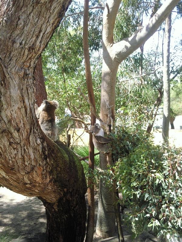 Yanchep National Park, Yanchep Australia