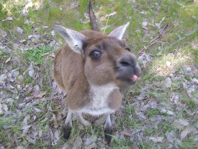 Kangaroo upclose, Dunsborough Australia
