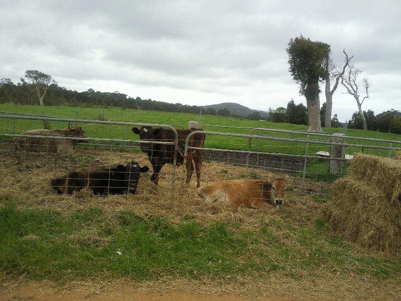 Real Denmark Cows:), Denmark Australia