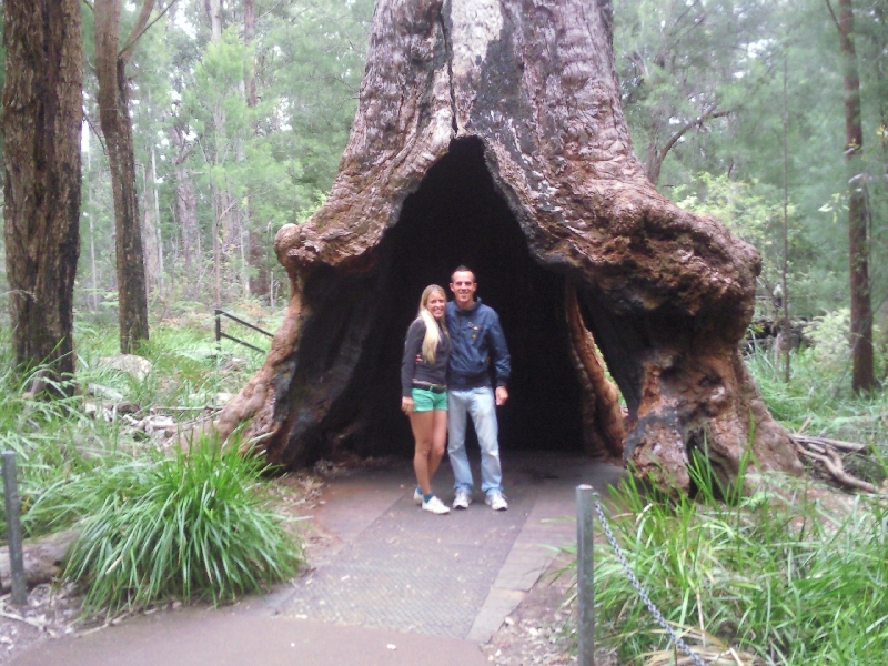 In the Tree, Walpole Australia