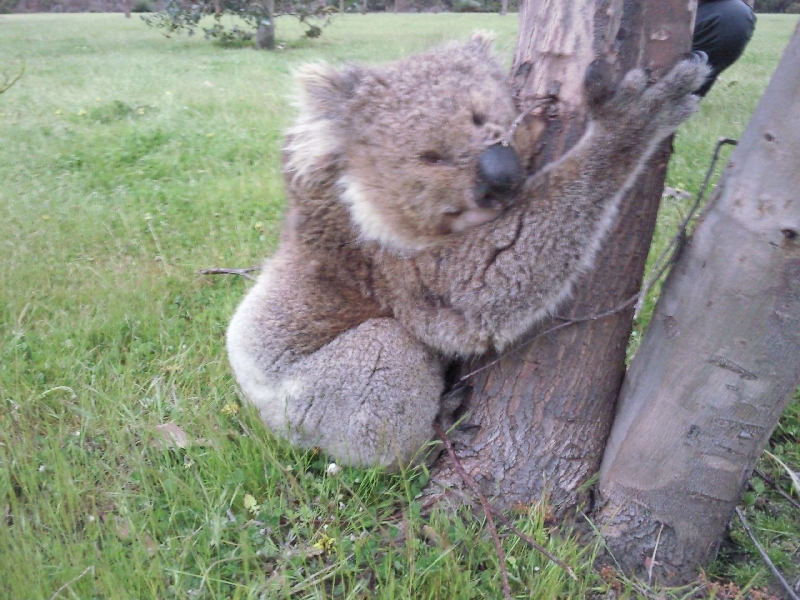 Koala close up Kangaroo Island  