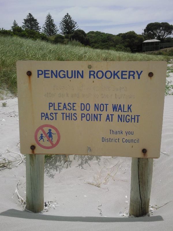 Penguin rookery Penneshaw, Australia