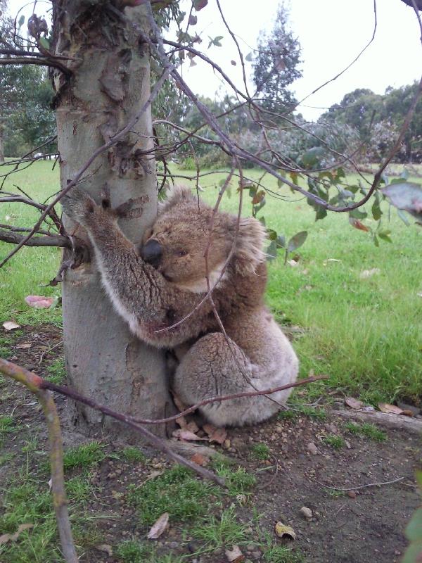 Sleepy Koala, Australia