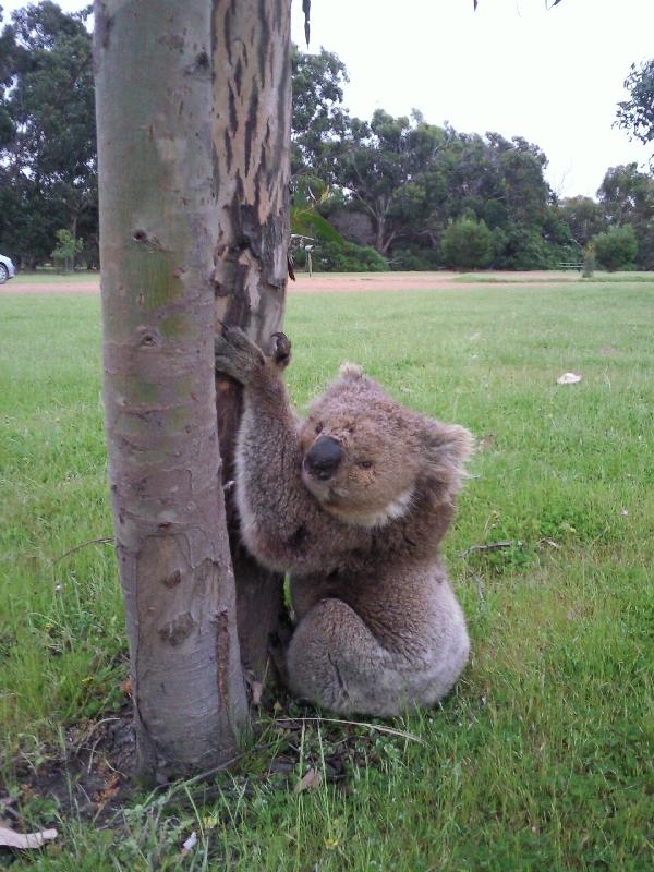 Koala Photo shoot, Australia