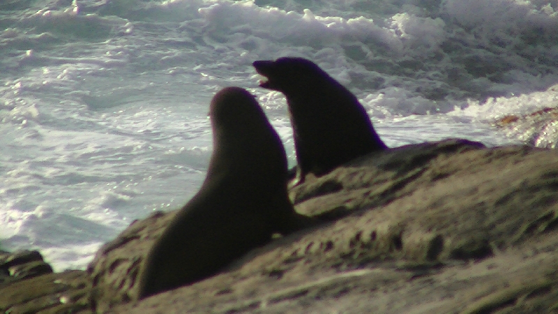 Seal love, Kangaroo Island Australia