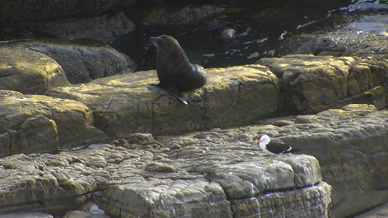 Resting on the Rocks, Kangaroo Island Australia