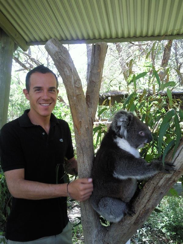 Koala shoot, Cleland Hills Australia