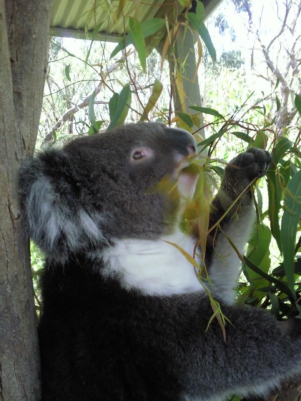 Cute Koala, Australia