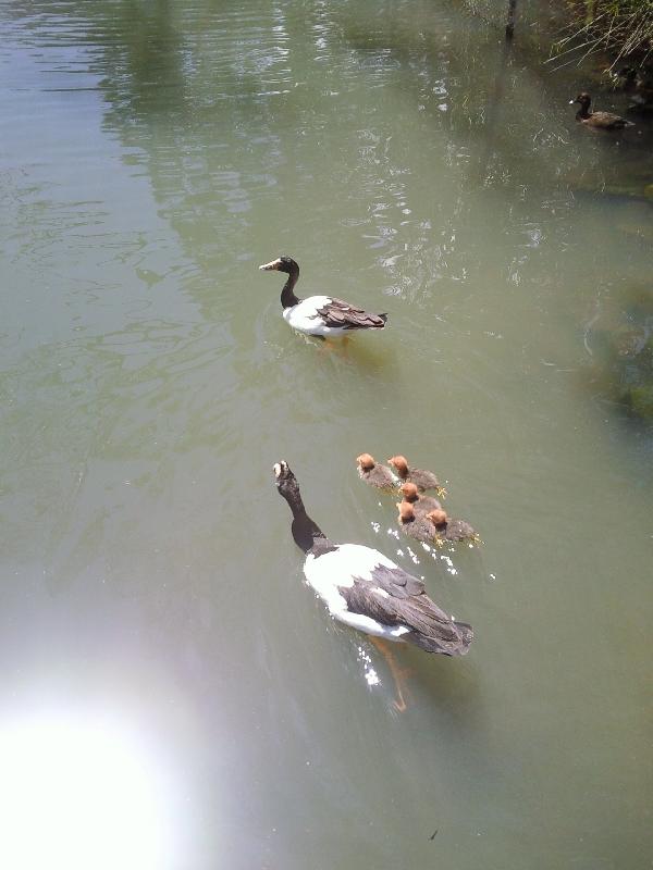 Chicks!, Cleland Hills Australia