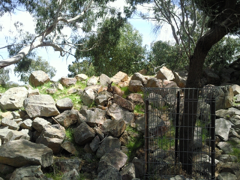 Rock wallabies, Cleland Hills Australia