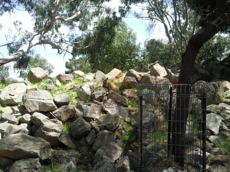 Rock wallabies, Australia