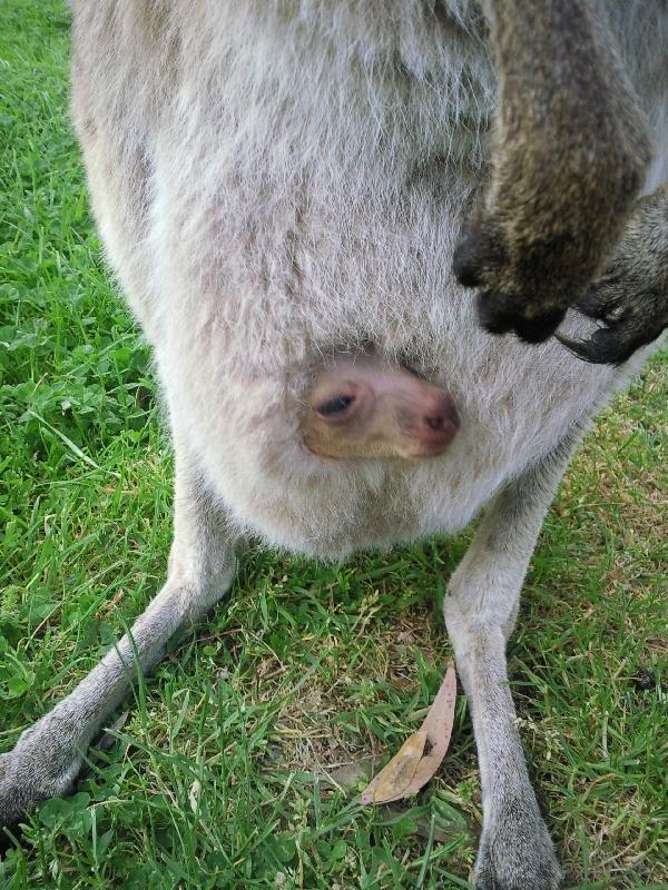 Joey, Cleland Hills Australia