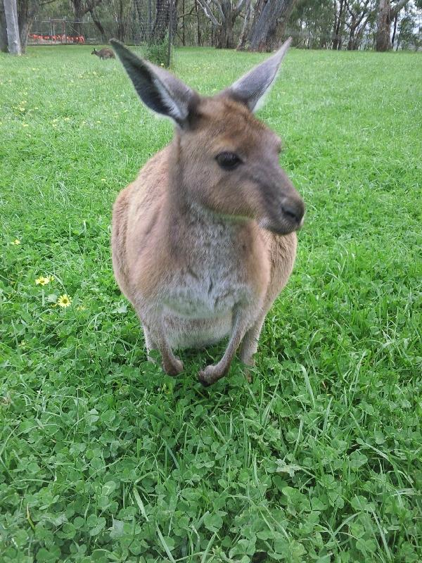 Kangaroo , Australia