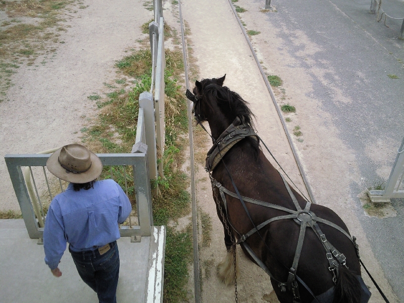 Thomas the Horse, Australia