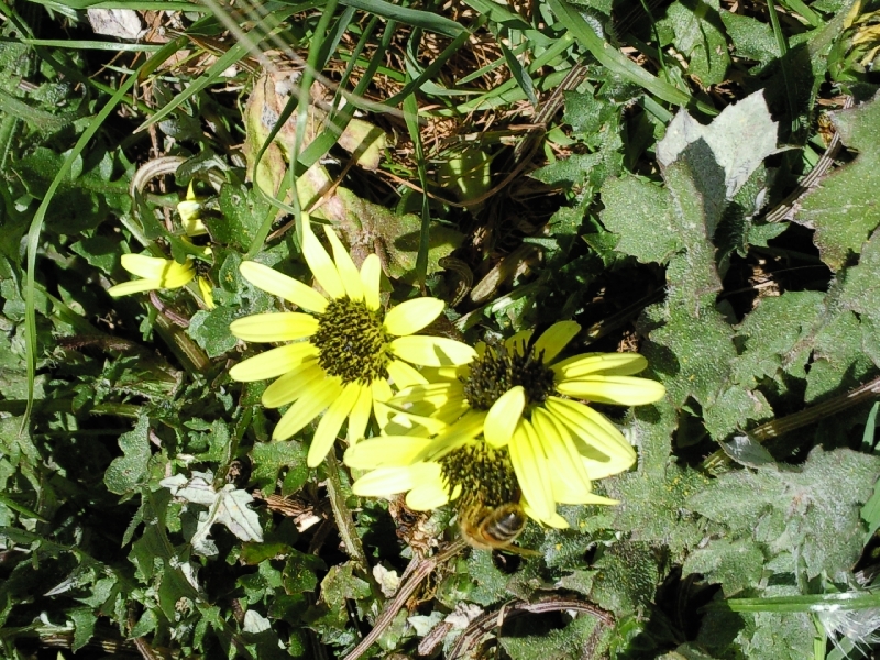 BZZZZZZ, Bridgewater Bay Australia