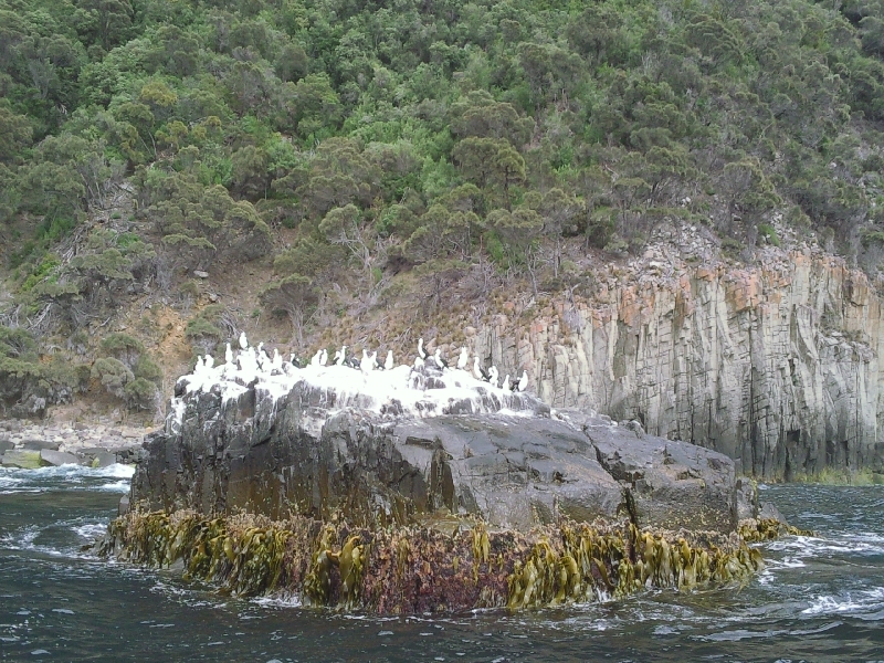 Sea Birds Tasman Island, Port Arthur Australia