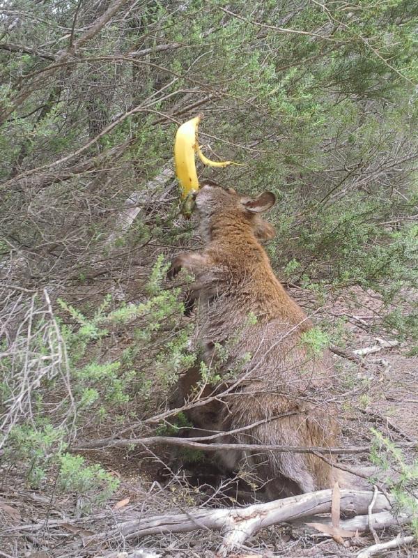 Wild Wallaby with Joey!, Australia