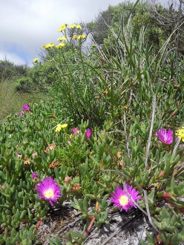 Pink tasmanian wild flowers, Bay of Fires Australia