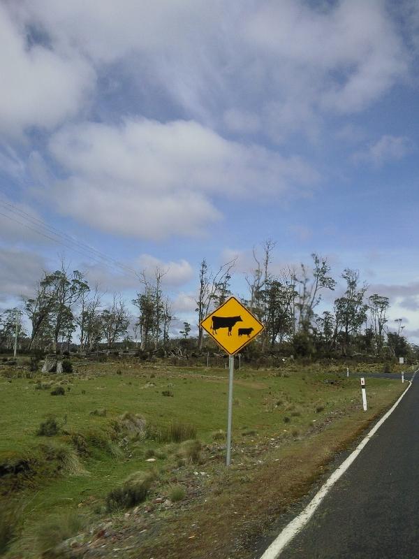 Crossing cows and calfs, Australia