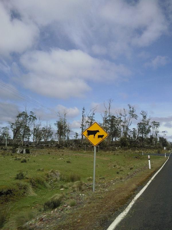 Crossing cows and calfs, Launceston Australia