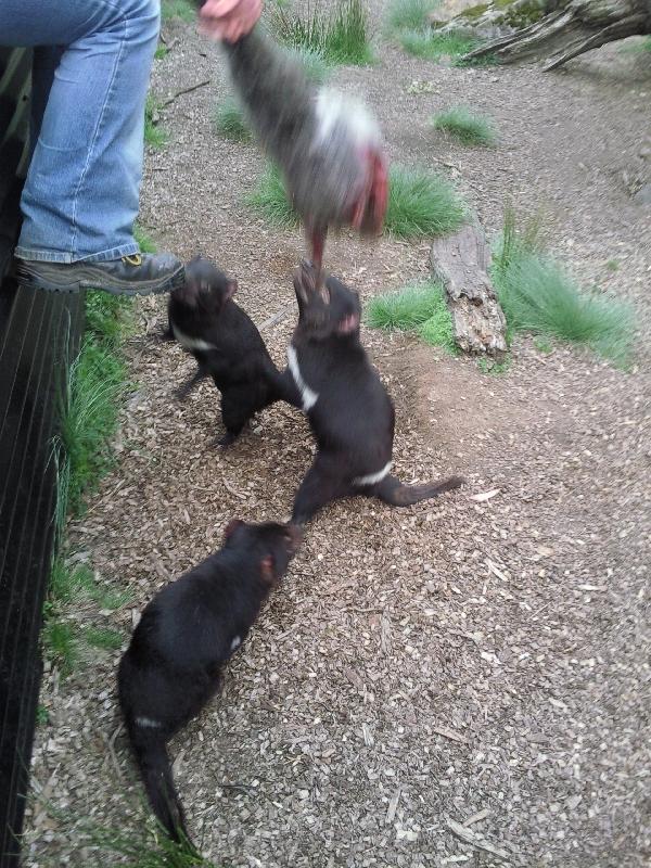 Fighting over wallaby meat, Launceston Australia