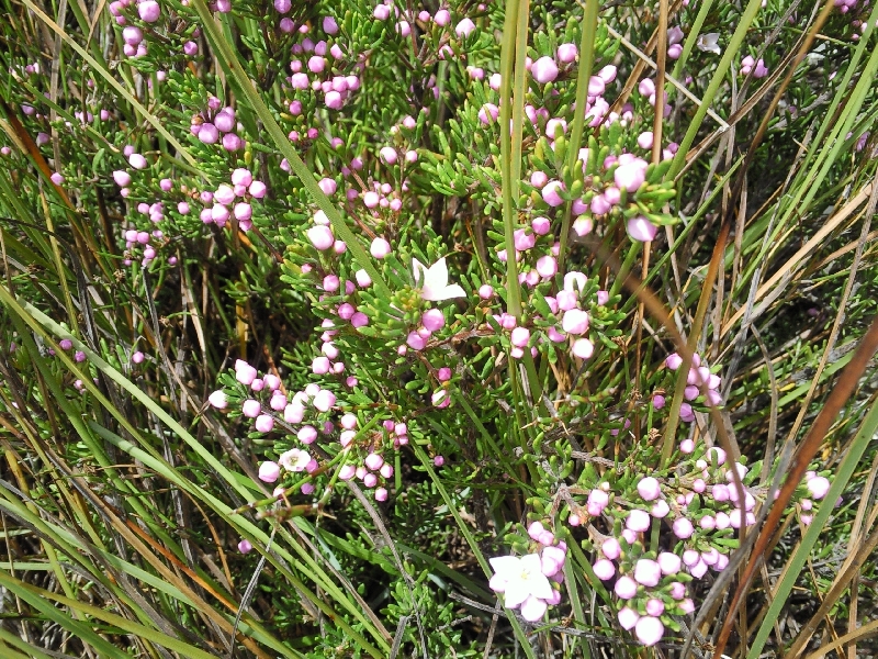 Wildflowers Cradle Mountain NP, Australia