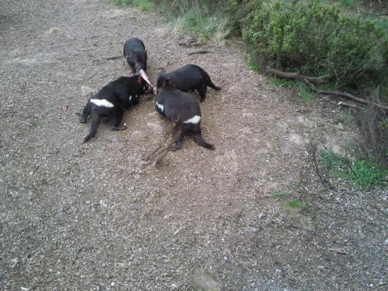 Tasmanian Devils share a wallaby, Launceston Australia