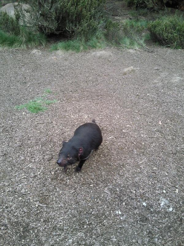 Tasmanian Devil at Cradle conservation park, Australia