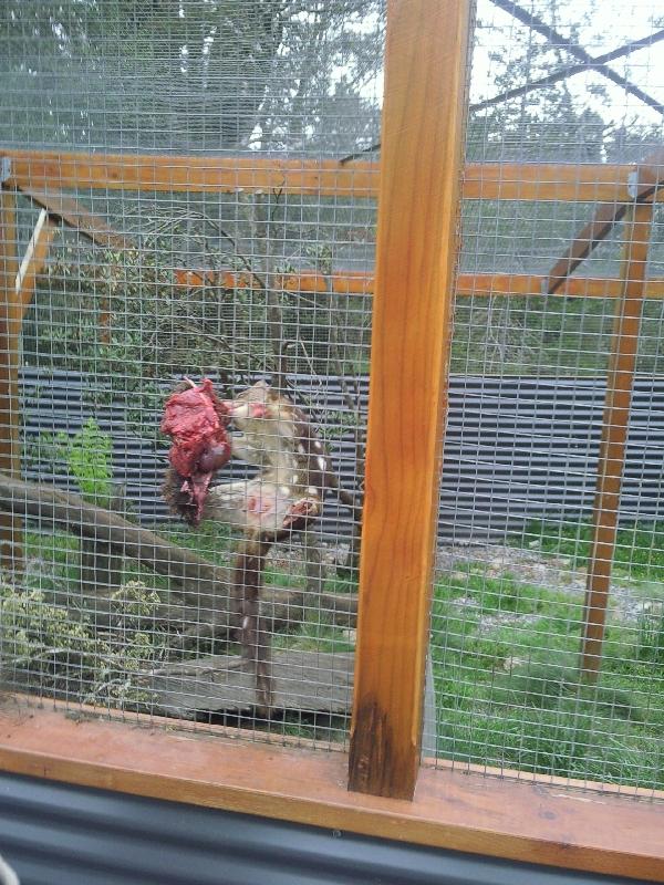 Hungry Quolla being fed, Launceston Australia