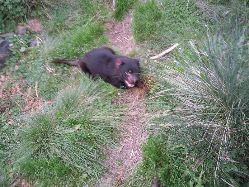 Tasmanian Devil being fed, Australia