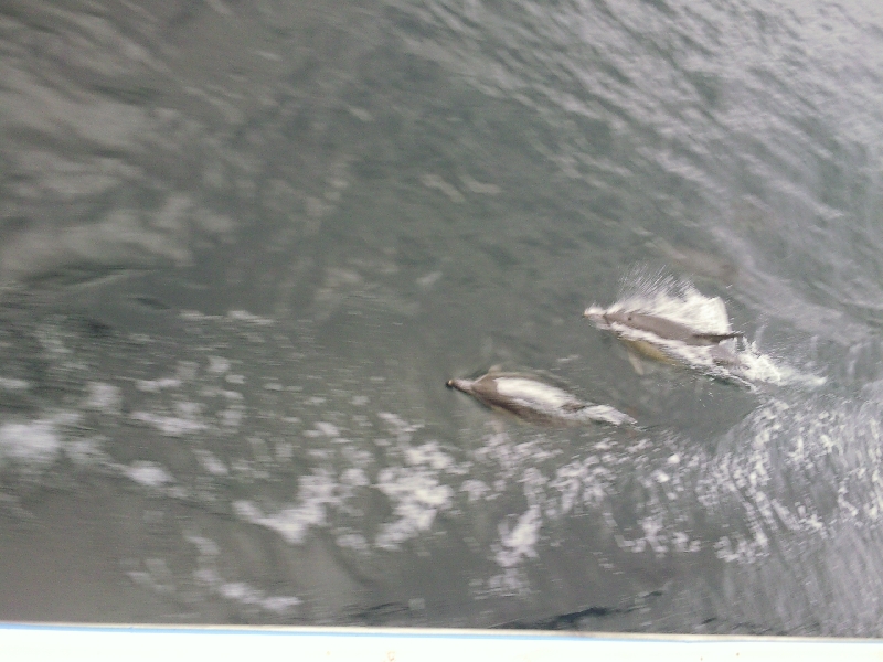 Dolphins in Eden, Australia