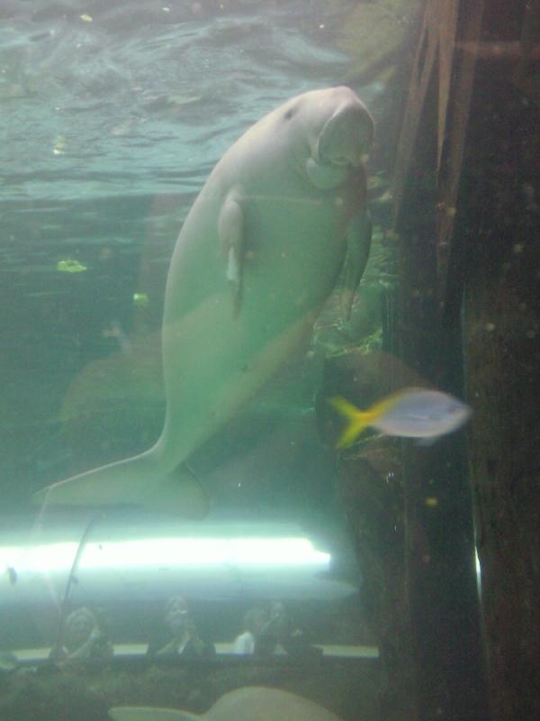 Photo Photos of the Dugongs at the Sydney Aquarium biggest