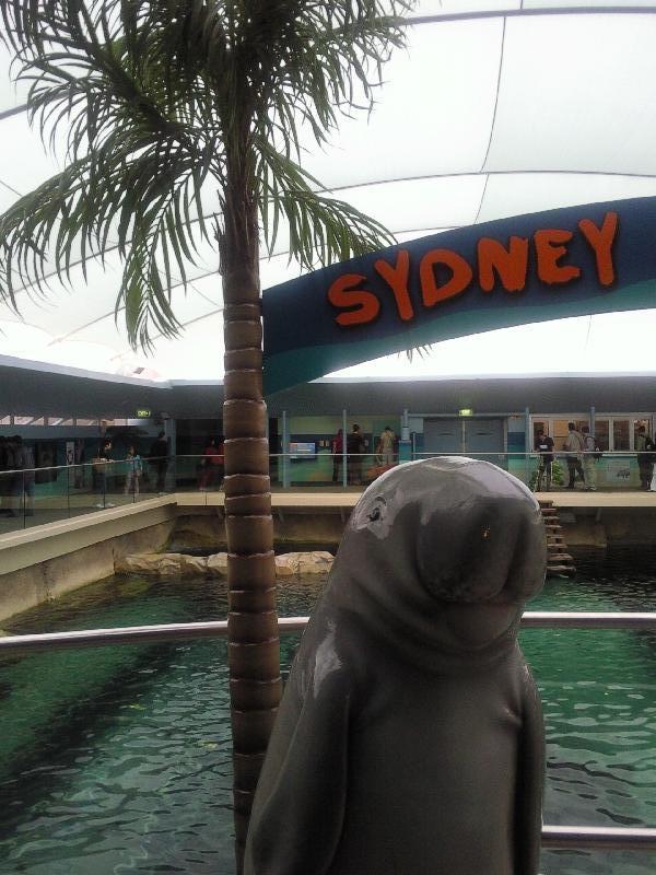 Photo Photos of the Dugongs at the Sydney Aquarium Australia