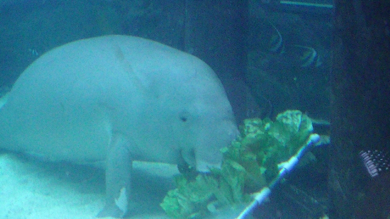 Photo Photos of the Dugongs at the Sydney Aquarium growth