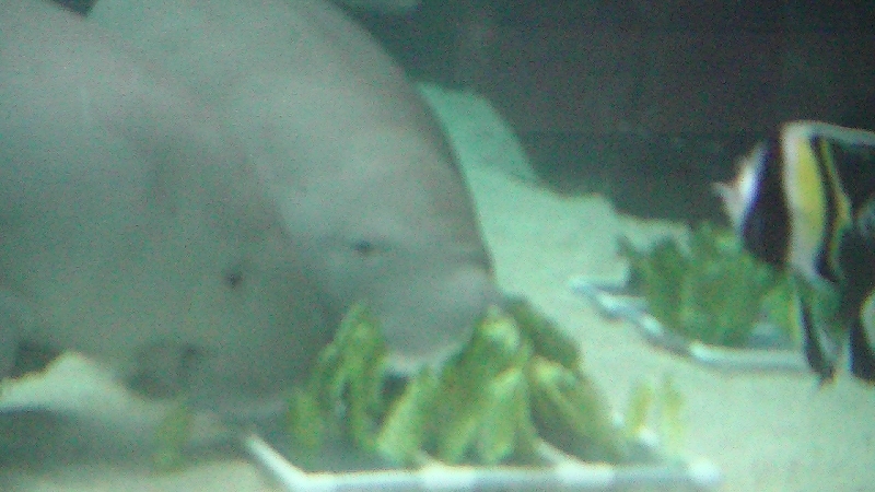 Photo Photos of the Dugongs at the Sydney Aquarium example