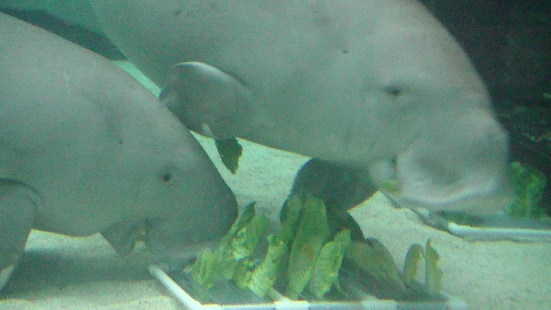 Photo Photos of the Dugongs at the Sydney Aquarium Monkey