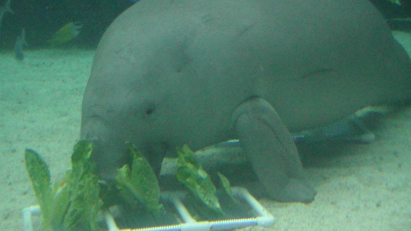 Photo Photos of the Dugongs at the Sydney Aquarium sailing