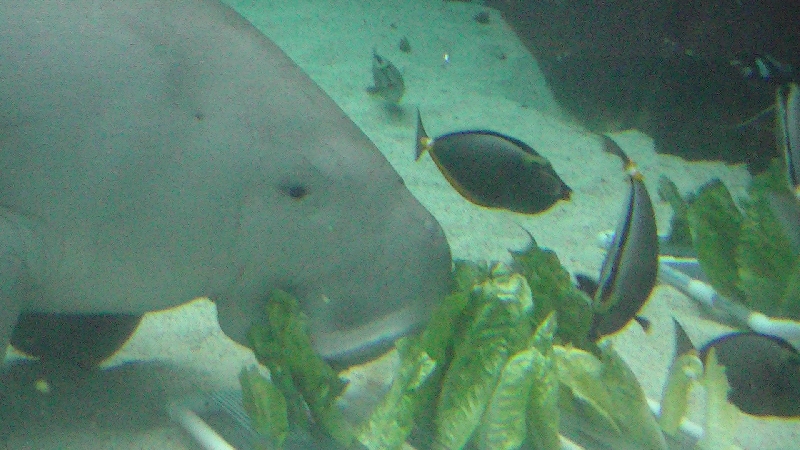 Aquarium Sydney Darling Harbour Australia Story Sharing